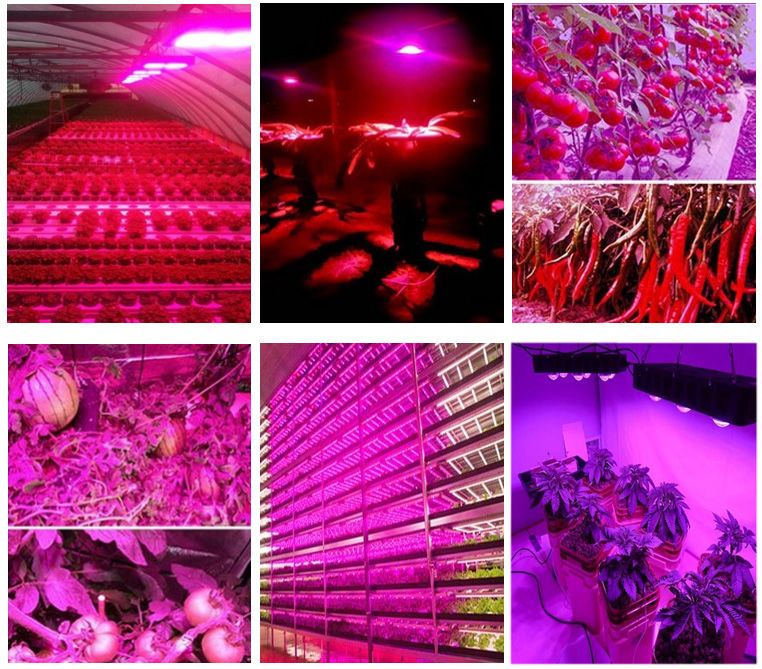 High Lumen 500W LED Grow Light for 2 Years Warranty