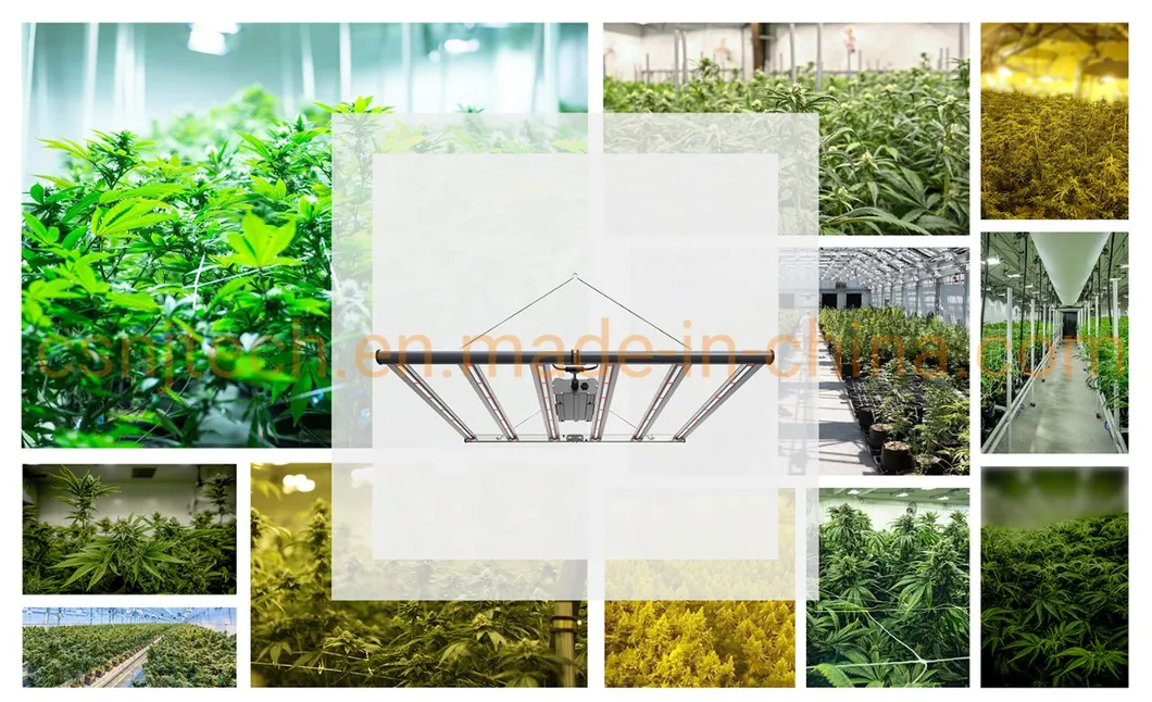 Zero Complaint Same Quality as Gavita Full Spectrum LED Grow Panel Light (800W) for Indoor Plants